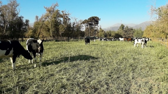 En Pirque crean pionero centro de ganadería regenerativa para modernizar prácticas de la agricultura