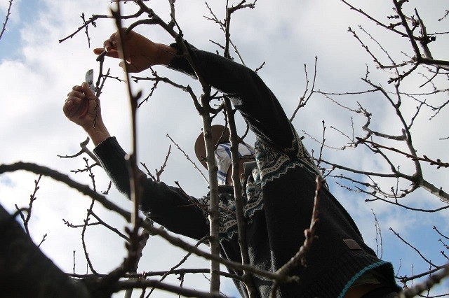 En tiempos de pandemia: Sector agrícola de Ñuble comienza a preparar época de cosecha
