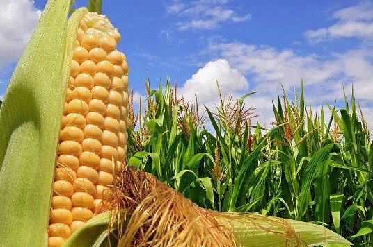 Aumenta la aceptación de los alimentos genéticamente modificados entre los ciudadanos europeos