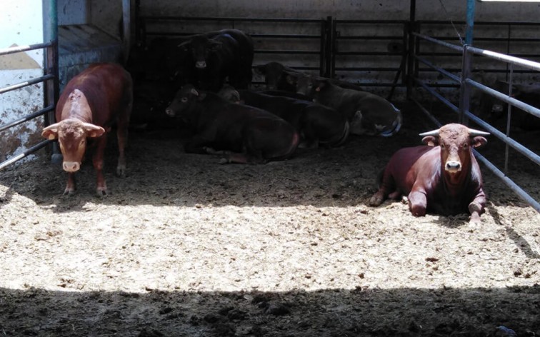 España: Nadie se libra de la crisis: El vacuno acumula pérdidas de 100 millones por el Covid y una excesiva bajada de las cotizaciones en los precios