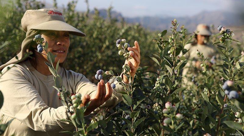 Perú: Arándanos generarían cerca de 100 mil puestos de trabajo en el pico de la campaña 2020/2021
