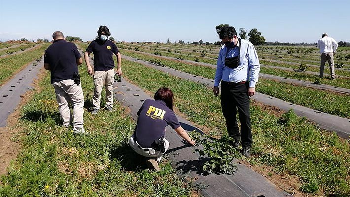 Empresas Sutil denuncia ataque a fundo de berries y calcula que afecta a unas 53 hectáreas de superficie