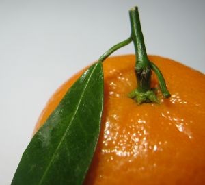 Proyectan ligera caída en la producción de cítricos del hemisferio norte
