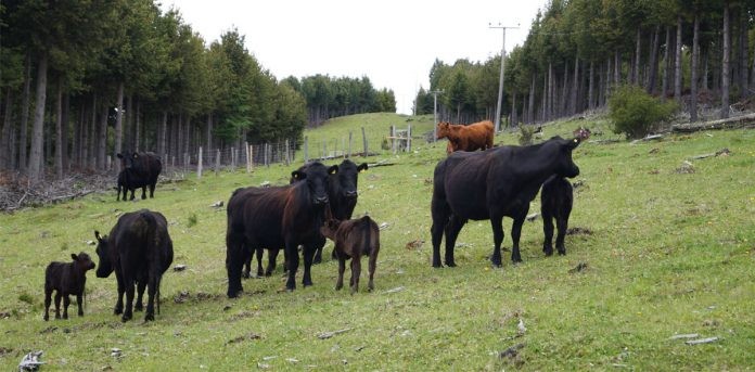 Promueven agroforestería como elemento estratégico de la producción agropecuaria de la Región de Los Lagos