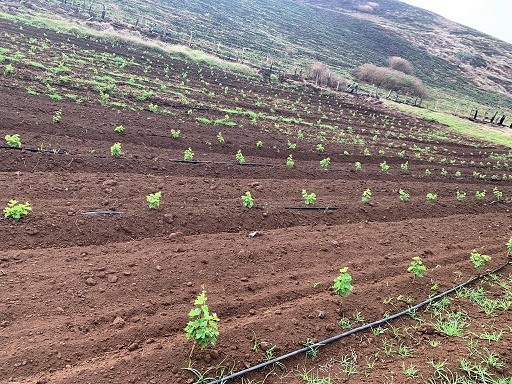 Plantan por primera vez cepas ancestrales y del continente para producción de vinos en Isla de Pascua