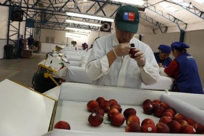 Aumentan las inspecciones fitosanitarias en línea de las cerezas para la exportación en O'Higgins