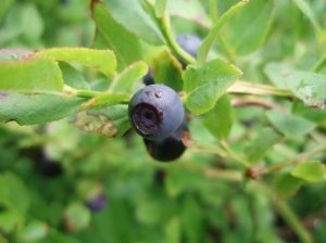 Comercio mundial de arándanos creció entre un 16% y un 18% en 2020
