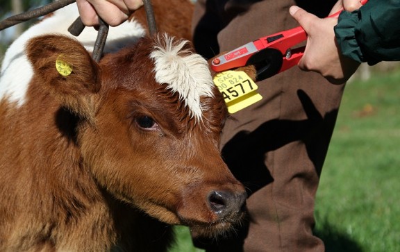 SAG Los Lagos realiza positivo balance de la Declaración de Existencia Animal período 2020