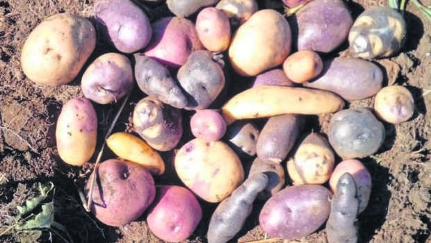 Papas nativas de Chiloé: su aporte a Chile y al mundo