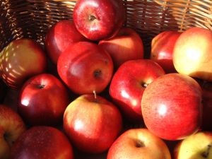 WAPA: Producción de manzanas en el Hemisferio Sur aumentará un 6%