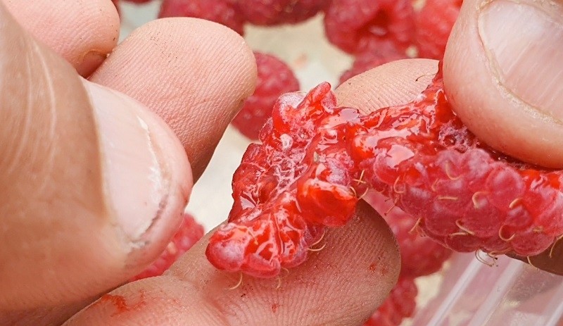 Analizan la situación de emergencia que vive la pequeña producción de berries