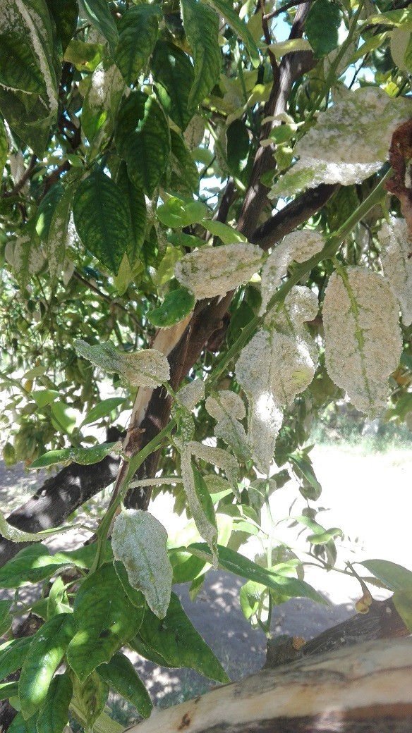Innovadoras trampas buscan disminuir la presencia de la mosquita blanca en los oasis de Pica y Matilla