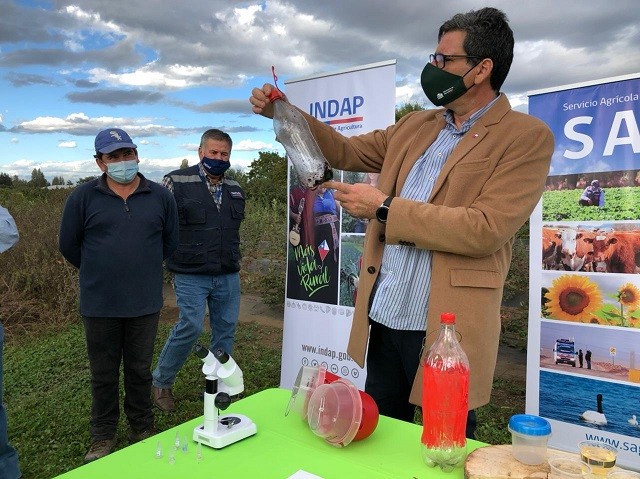 Ministerio de Agricultura aumenta a 750 las trampas para controlar la plaga Drosophila Suzukii en la Región del Maule