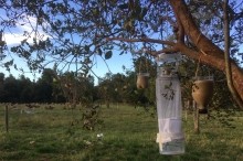 SAG realiza vigilancia de enfermedades en animales provocadas por insectos vectores