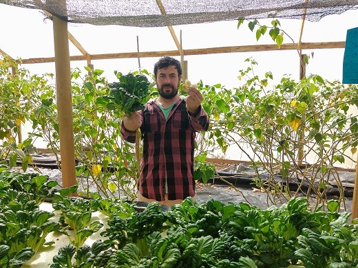 Tatsoi, la planta más popular de Asia también se cultiva en Coquimbo