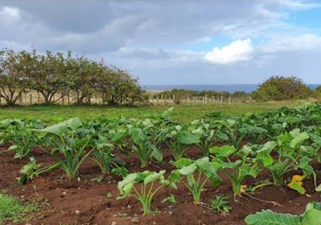 Fichas técnicas destacan soluciones sustentables para cultivos de Rapa Nui