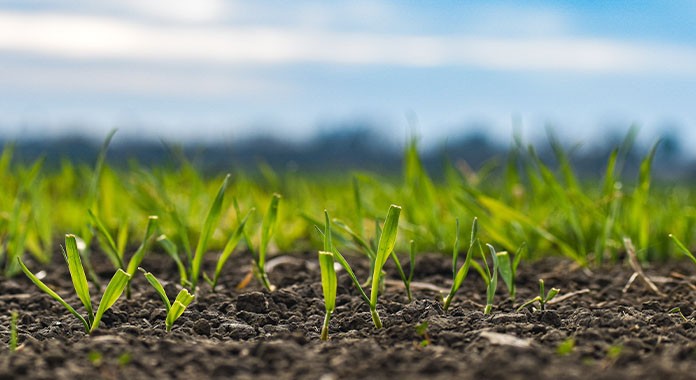 Replantear los sistemas agroalimentarios para potenciar al sector agrícola