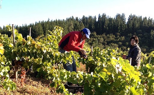 Sen. Rincón pide frenar abusos contra pequeños productores de uva