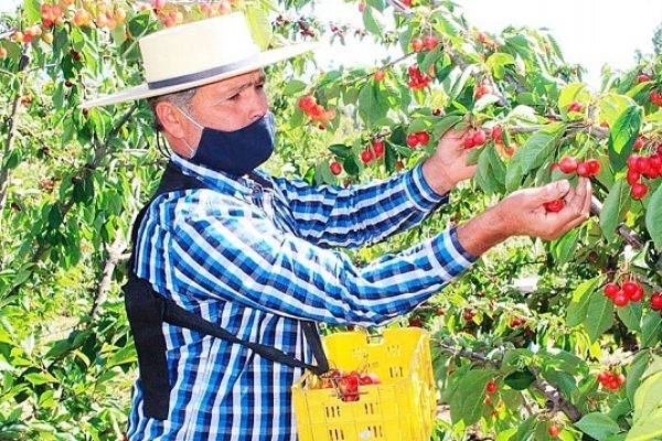 Pequeña agricultura se suma a la reconversión frutícola
