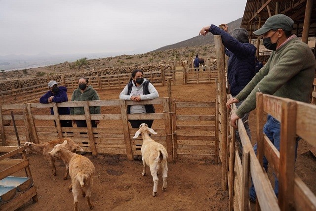 Programa Caprino Lechero y Modernización, ejes centrales de la visita del director nacional de INDAP a la región de Coquimbo