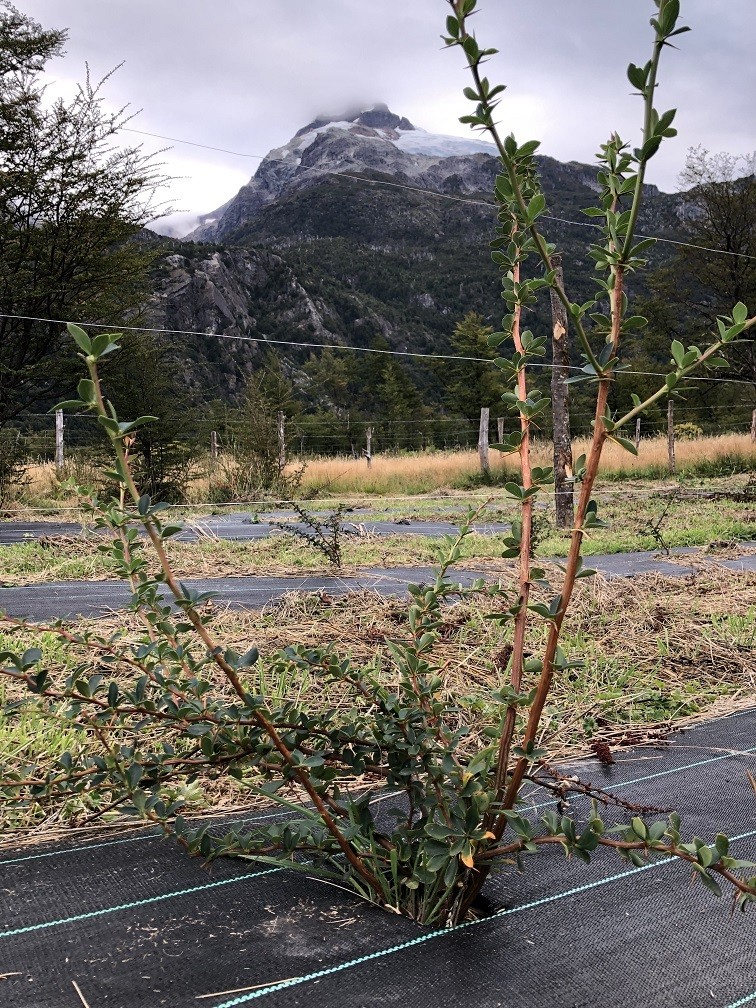 Innovador proyecto en la Región de Aysén busca domesticar calafate y maqui
