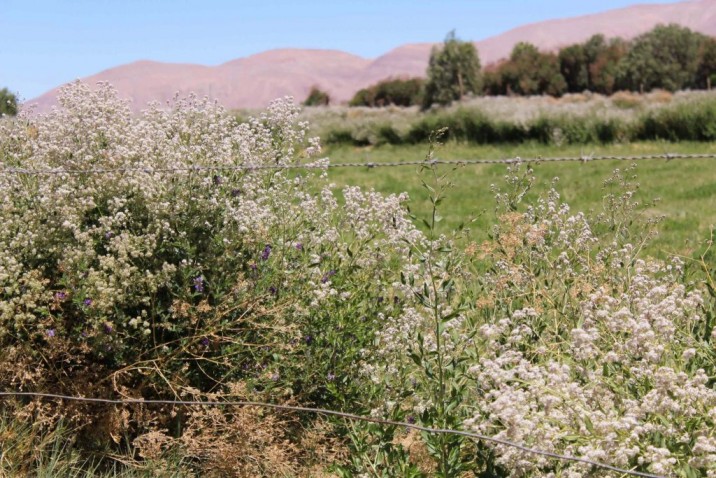 Es muy invasiva: Gobierno en alerta por daños que causa la mostaza negra en la agricultura