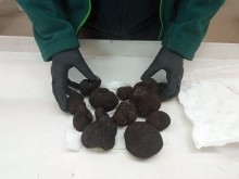 Más de 600 kilos de trufas chilena han sido exportadas a mercados asiáticos, UE y de USA
