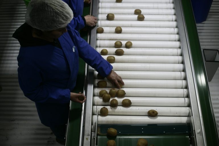 Seremi de Agricultura y falta de mano de obra: “Ha sido un problema que han estado manifestando los productores”