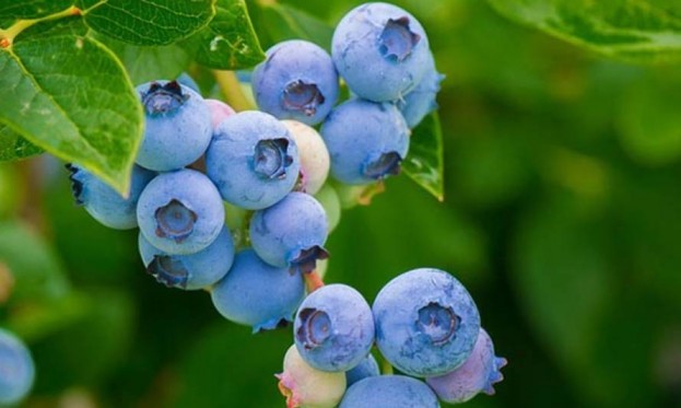 Innovadora tecnología permite a agricultores de berries evitar uso de agroquímicos