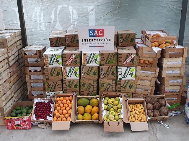 SAG Arica detecta Mosca de la Fruta en productos agrícolas clandestinos