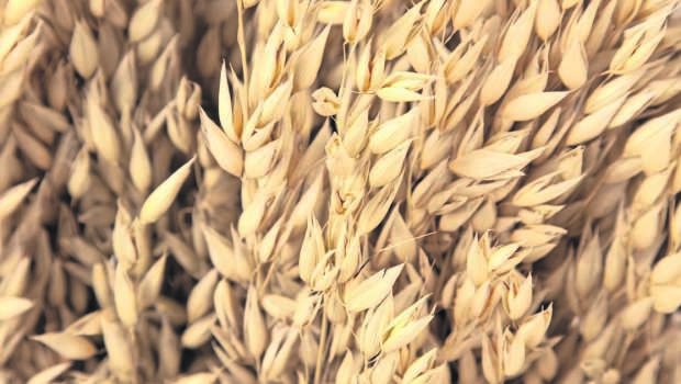 Cuidado con el virus del Enanismo Amarillo de la Cebada