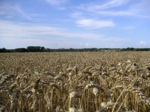 En julio, la proyección mundial de trigo para 2021/22 es de menores suministros