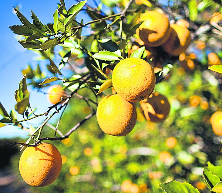 Uruguay : Se prevé una producción total de citrus de 261 mil toneladas para la zafra 2021