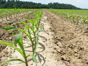 Sequía provocará caída en las exportaciones de frutas según Sociedad Nacional de Agricultura