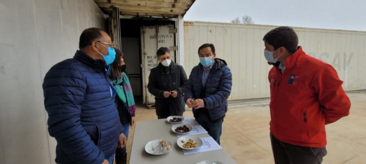 INNOVACIÓN EN ÑUBLE: PRODUCTORA DE CASTAÑAS CHILEORGANIC DESARROLLA SUBPRODUCTOS CON PROYECCIONES DE EXPORTACIÓN