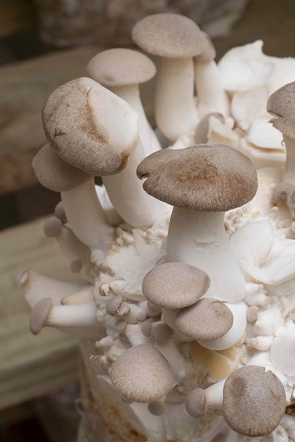 HONGOS COMESTIBLES, EL PODER DE UN SUPERALIMENTO