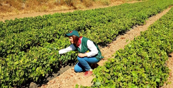 SAG establece nueva norma para control de plagas en viveros de vid