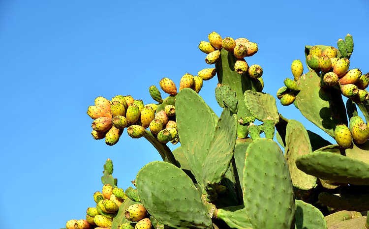 Uso eficiente de tecnología y planificación: las claves para desarrollar agricultura con poca agua
