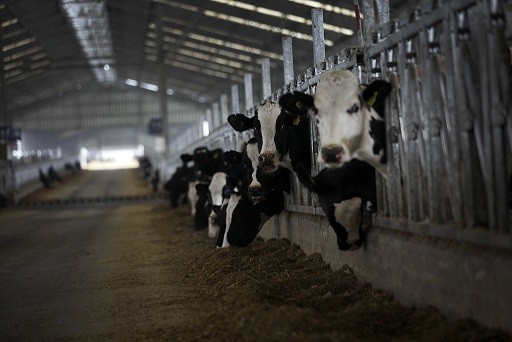 Gobierno lanza proyecto “Banco ADN Animal” para prevenir y combatir el delito de abigeato en la Región del Biobío