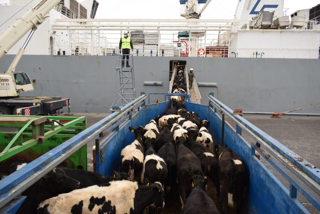 Puertos de Talcahuano se consolida como exportador ganadero de la zona centro sur de Chile