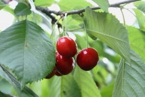 Actualización de la cosecha de cerezas chilenas