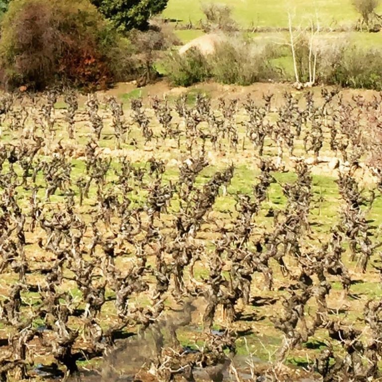 Buscan que viñedos antiguos de Chile sean Patrimonio UNESCO