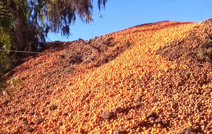Buscan aprovechar cultivos descartados por empresas agrícolas para destinarlos como alimentos
