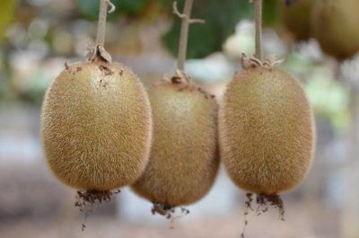 China detecta Covid-19 en kiwis de Zespri: Empresa neozelandesa se defiende