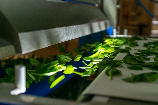 PRODUCTORES, PROCESADORES Y ENVASADORES DE VEGETALES Y HORTALIZAS: CÓMO MAXIMIZAR LA SEGURIDAD ALIMENTARIA Y LA CALIDAD DE SU PRODUCTO FINAL