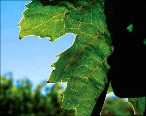 El cambio climático permitiría producir dos cosechas de uva al año