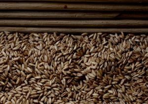 Molienda de trigo de la Región del Biobío aumentó 10,0% en agosto