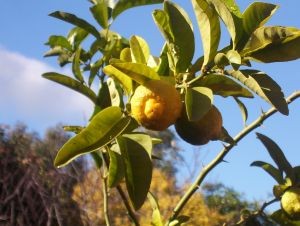 Chile sigue batallando con la actual temporada de cítricos, aunque tiene esperanzas de mejora el próximo año