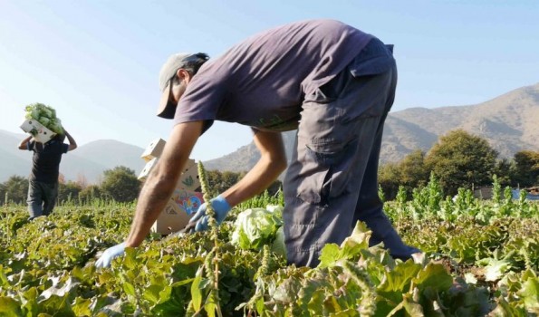 Gremio agrícola se manifiesta frente al Estado de Emergencia en Biobío, Arauco, Malleco y Cautín