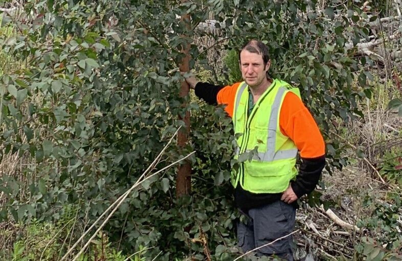 “Demanda futura de madera plantea desafío de plantar árboles para evitar deforestación o extinción de los bosques naturales”